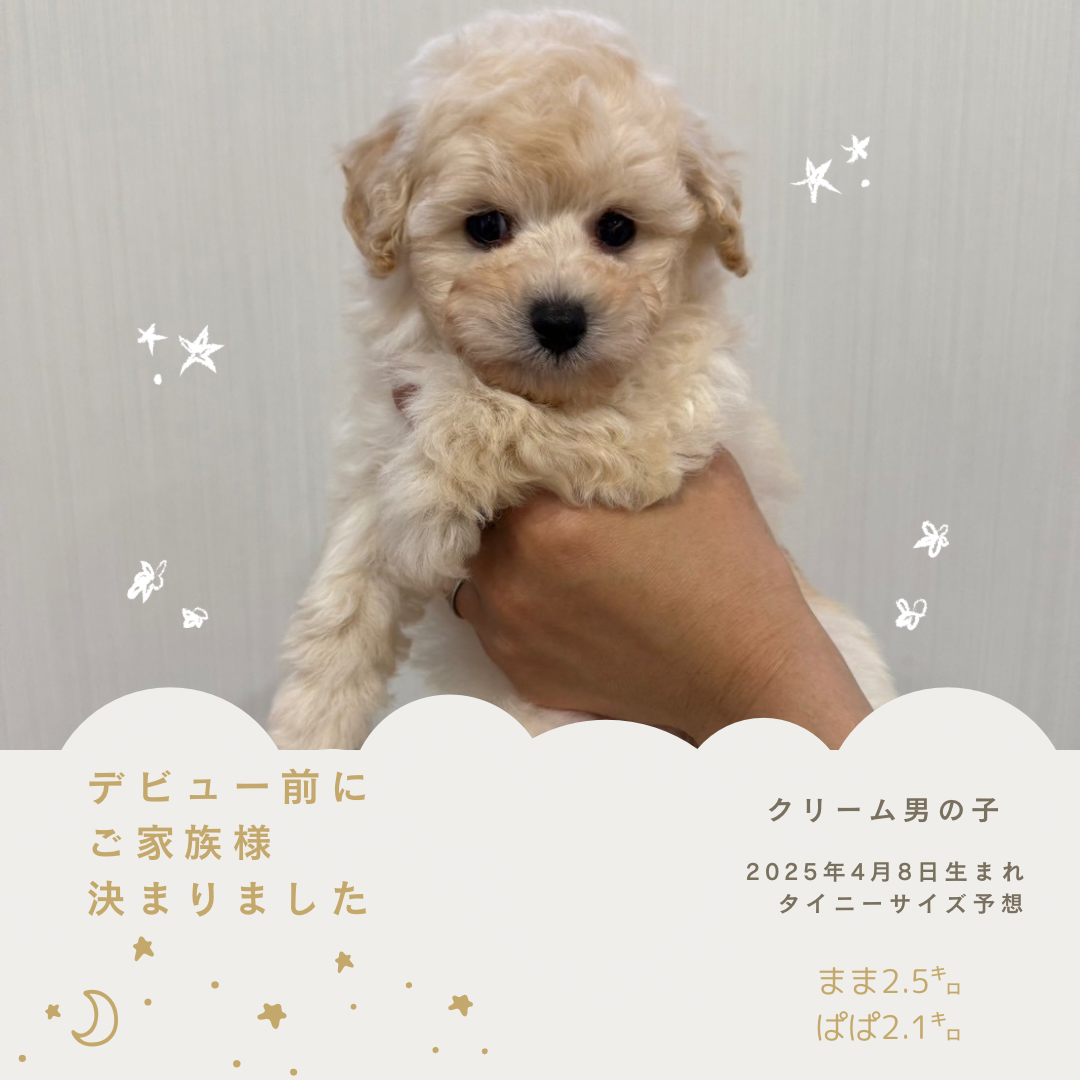 トイプードル♡大きいサイズ 🐩トイプーさんサイズ紹介🐩】 本日は、トイプーさん愛称を数値